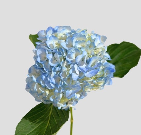 Hortensia Jumbo Azul 60cm �19/20 (7 Dias - 2�)