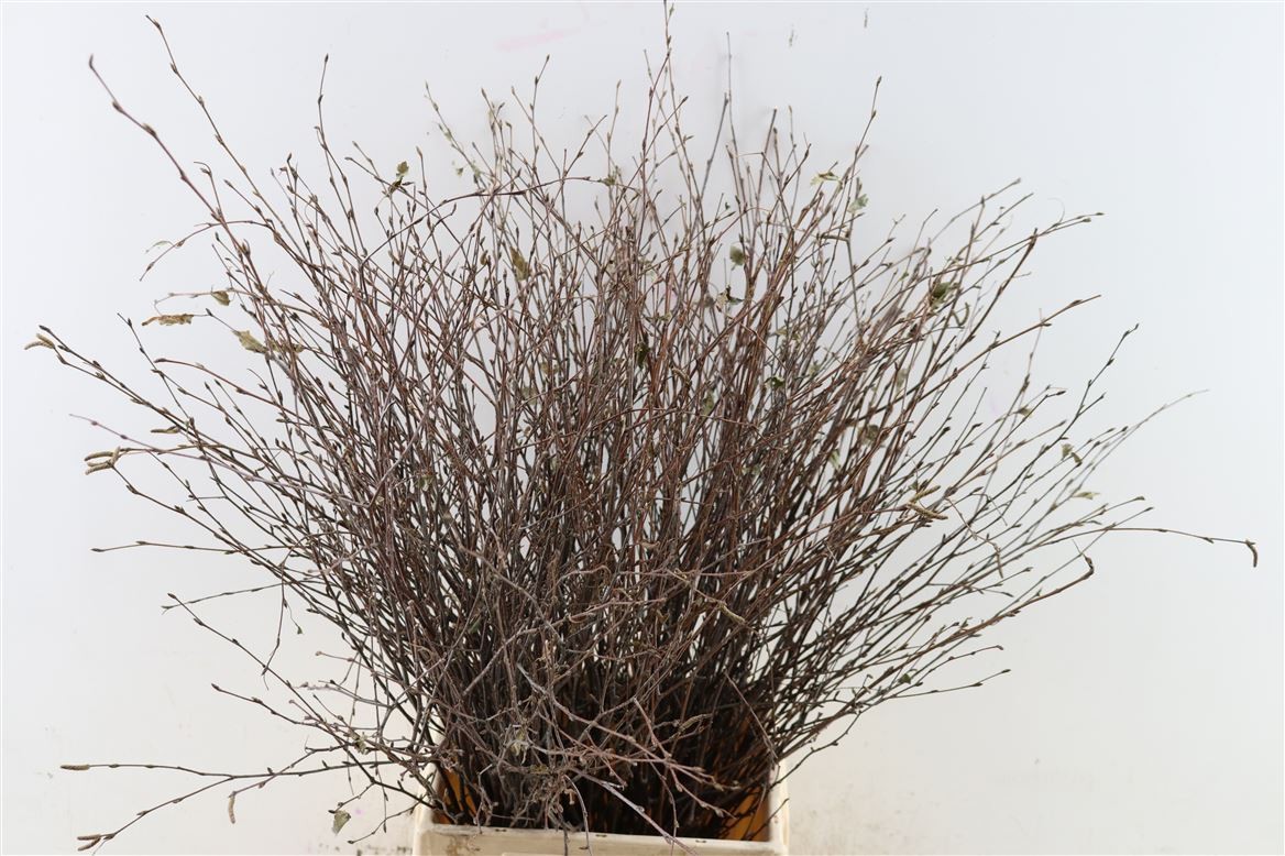 Betula Natural 70cm "T50" (7 Dias - 2�)