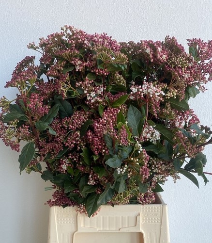 Viburnum Valery Italia 60cm 200gr (7 Dias - 2�)