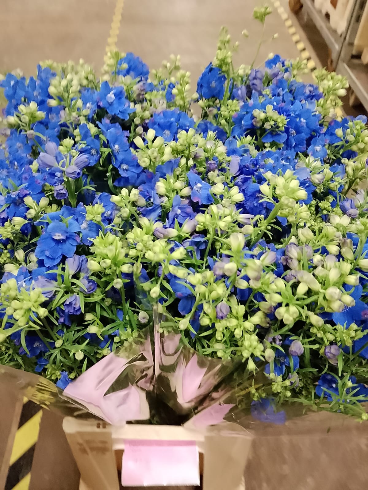 Delphinium Nac. Overig Azul 70cm (7 Dias - 2�)