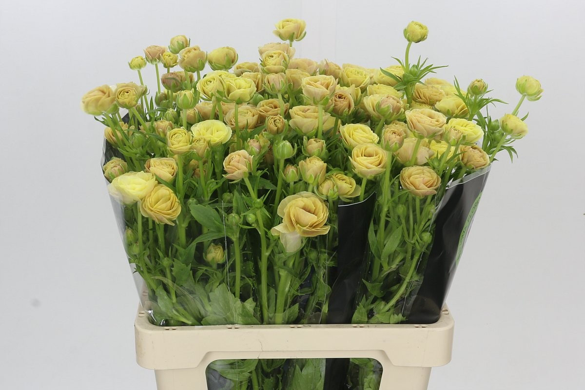 Ranunculos Hol. Moderna Miele 60cm 40gr (7 Dias - 2�)