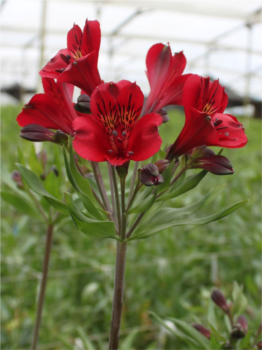 Alstroemeria Col. Select Roja (7 Dias - 2�)