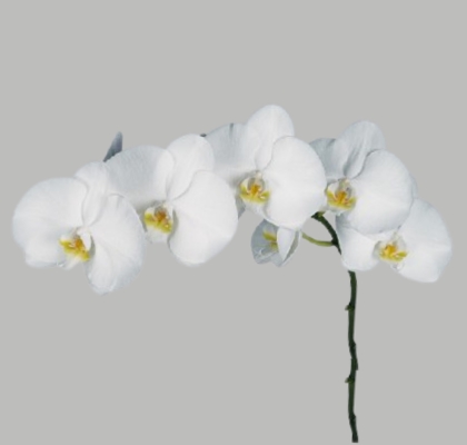 Phalaenopsis Sensation White x25 (7 Dias - 2�)