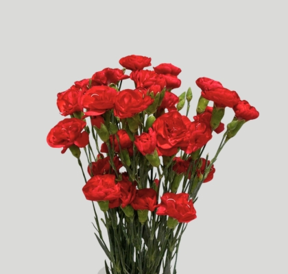 Clavel Mini Rojo (7 Dias - 2�)