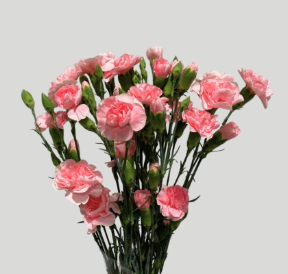 Clavel Mini Rosa (7 Dias - 2�)