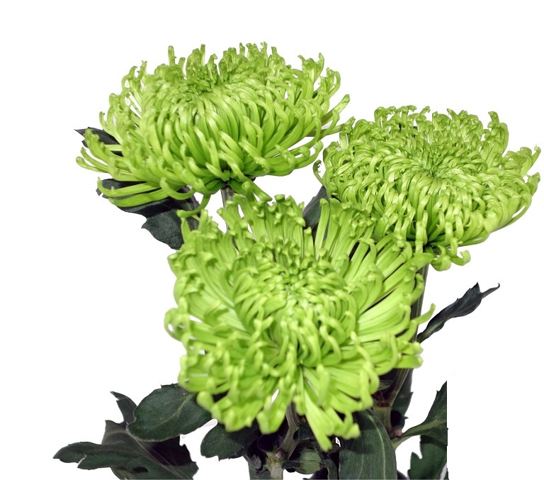 Uniflor Col. Anastasia Verde (7 Dias - 2�)