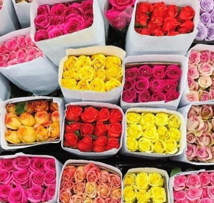 Rosa Ecu. Mixta 40cm (7 Dias - 2�)