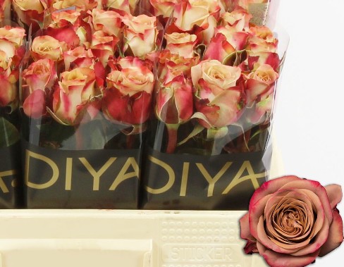 Rosa Hol. Cappuccino 50cm (7 Dias - 2�)