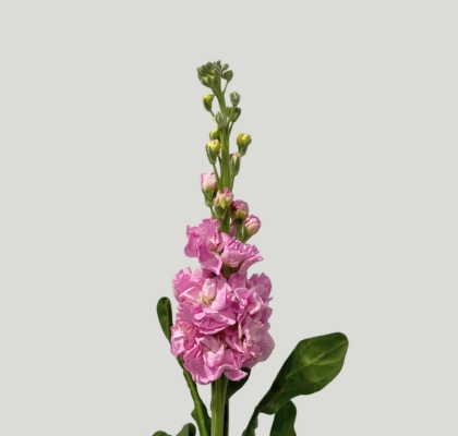 Aleli Nac. Rosa 70cm (7 Dias - 2�)