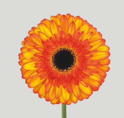 Gerbera Hol. Spotlight Bic. "T25" (7 Dias - 2�)