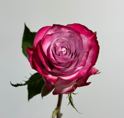 Rosa Hol. Deep Purple 60cm (7 Dias - 2�)