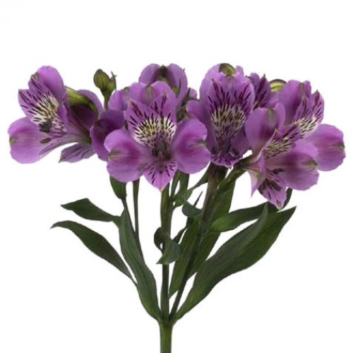 Alstroemeria Col. Fancy Lavanda (7 Dias - 2�)