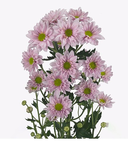 Margarita Col. D. Adele Rs. (7 Dias - 2�)