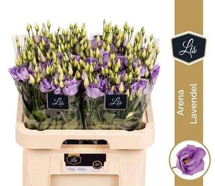 Lisiantus Hol. Arena Lavanda 70cm 55gr "T10" (7 Dias - 2�)