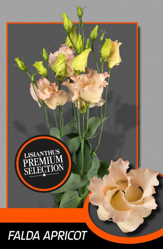 Lisiantus Hol. Falda Apricot 70cm 55gr "Waalzicht" (7 Dias - 2�)
