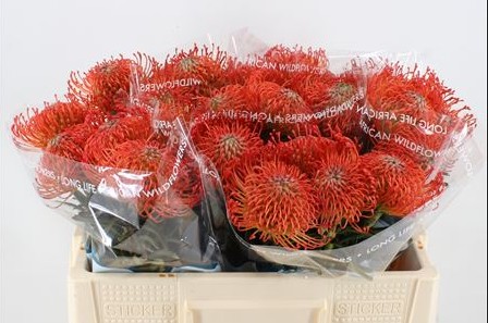 Protea Nutans Succession Roja 40cm (7 Dias - 2�)
