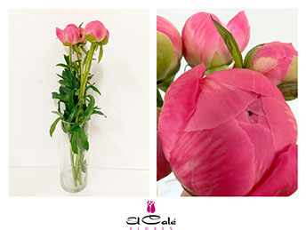 Peonia Nac. Coral Charm 45cm