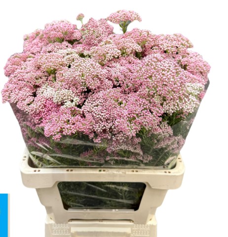 Ozoth Cooks Tall Pink 80cm "Flor de Arroz"