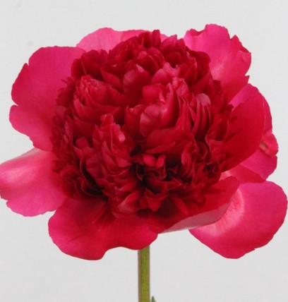 Peonia Nac. Command Perf. 55cm Fuc. "Abierta"
