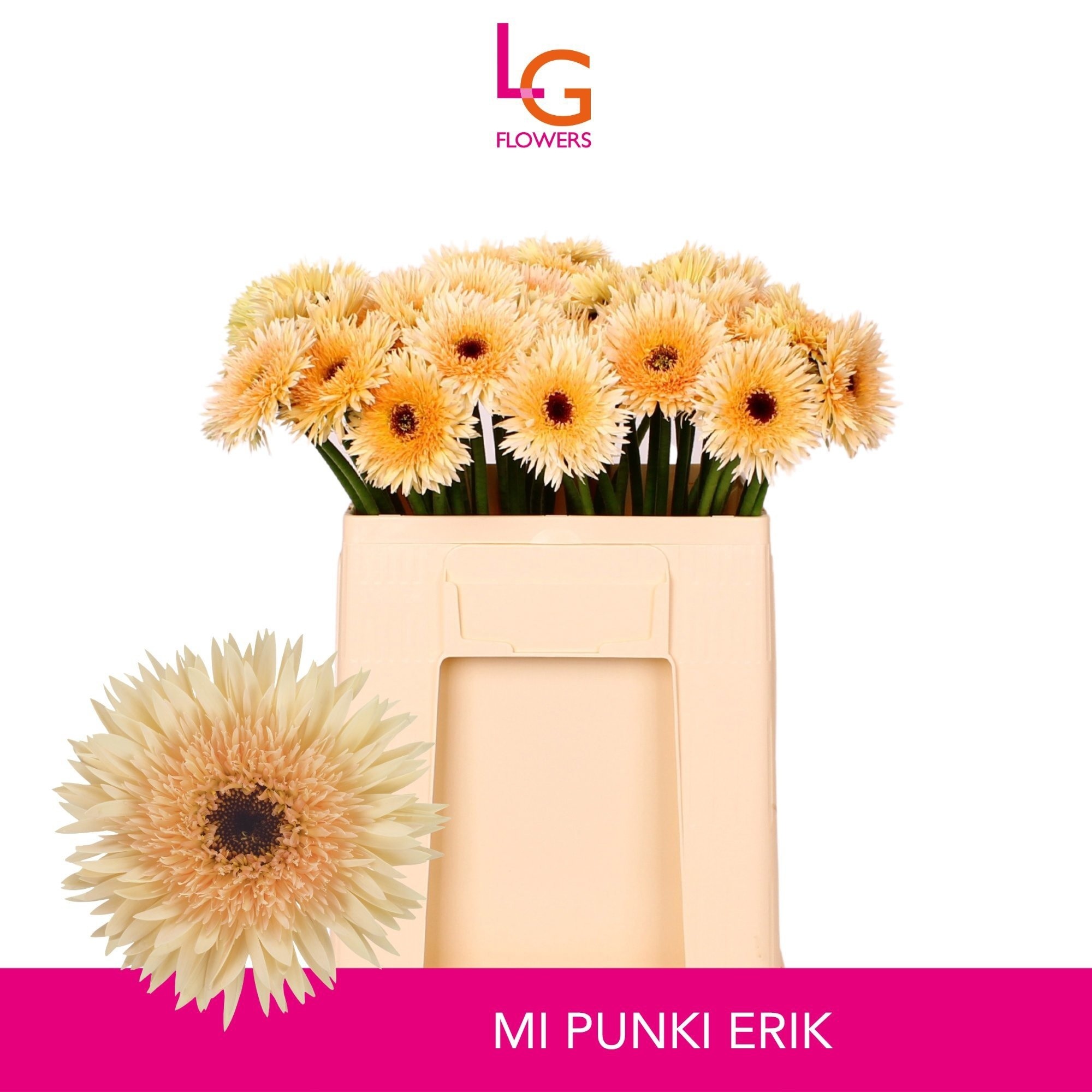 Gerbera Mini Hol. Gerspider Punki Erik "T20"