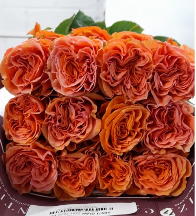 Rosa Ecu. Glam 50cm