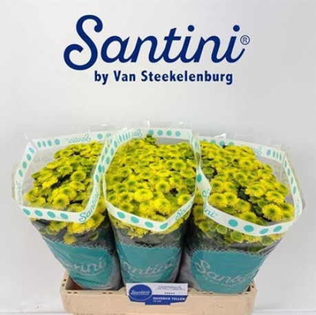 Santini Maverick Yellow 1100gr "T25"