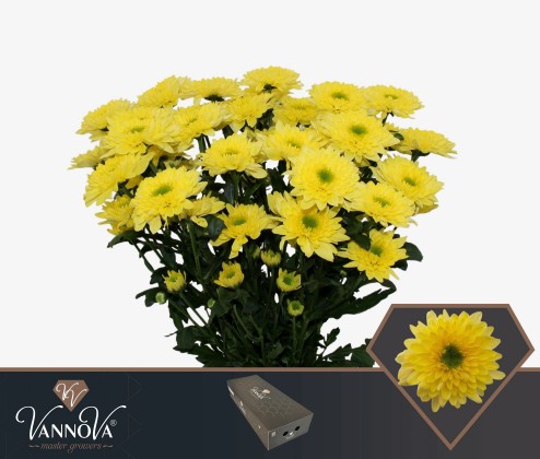 Margarita Hol. Commander Yellow 80gr