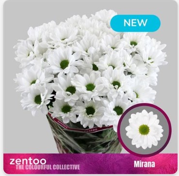 Margarita Hol. Mirana 85gr Bl.