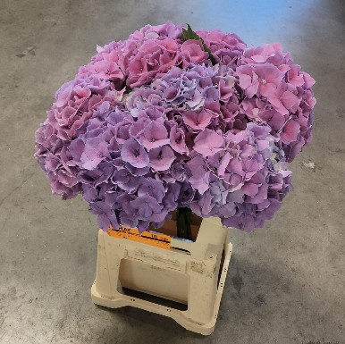 Hortensia Hol. M Cassanova 60cm �18/20 Rosa-Malva