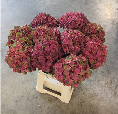 Hortensia Hol. Mag. Charlottte 65cm �18/20 Bic.