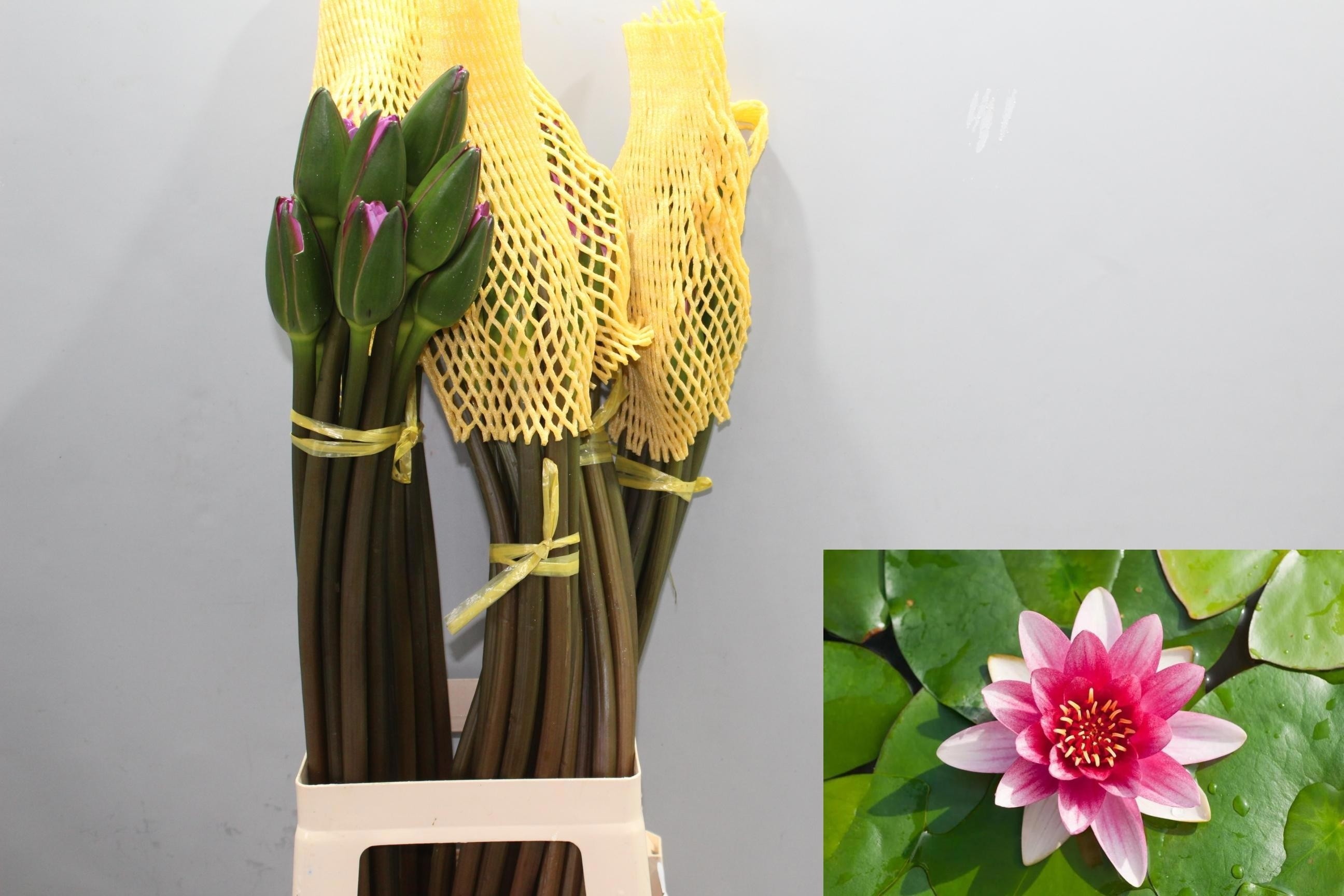Bloemen New Rosa 60cm
