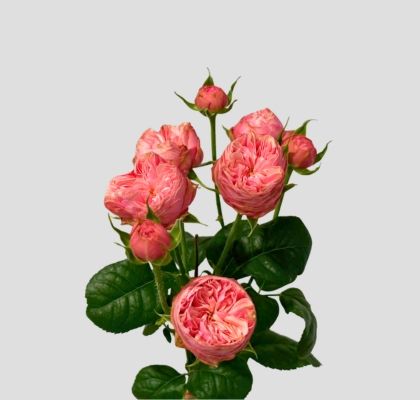 Ramificada Royal Blush Joy 50cm 35gr "Premium"