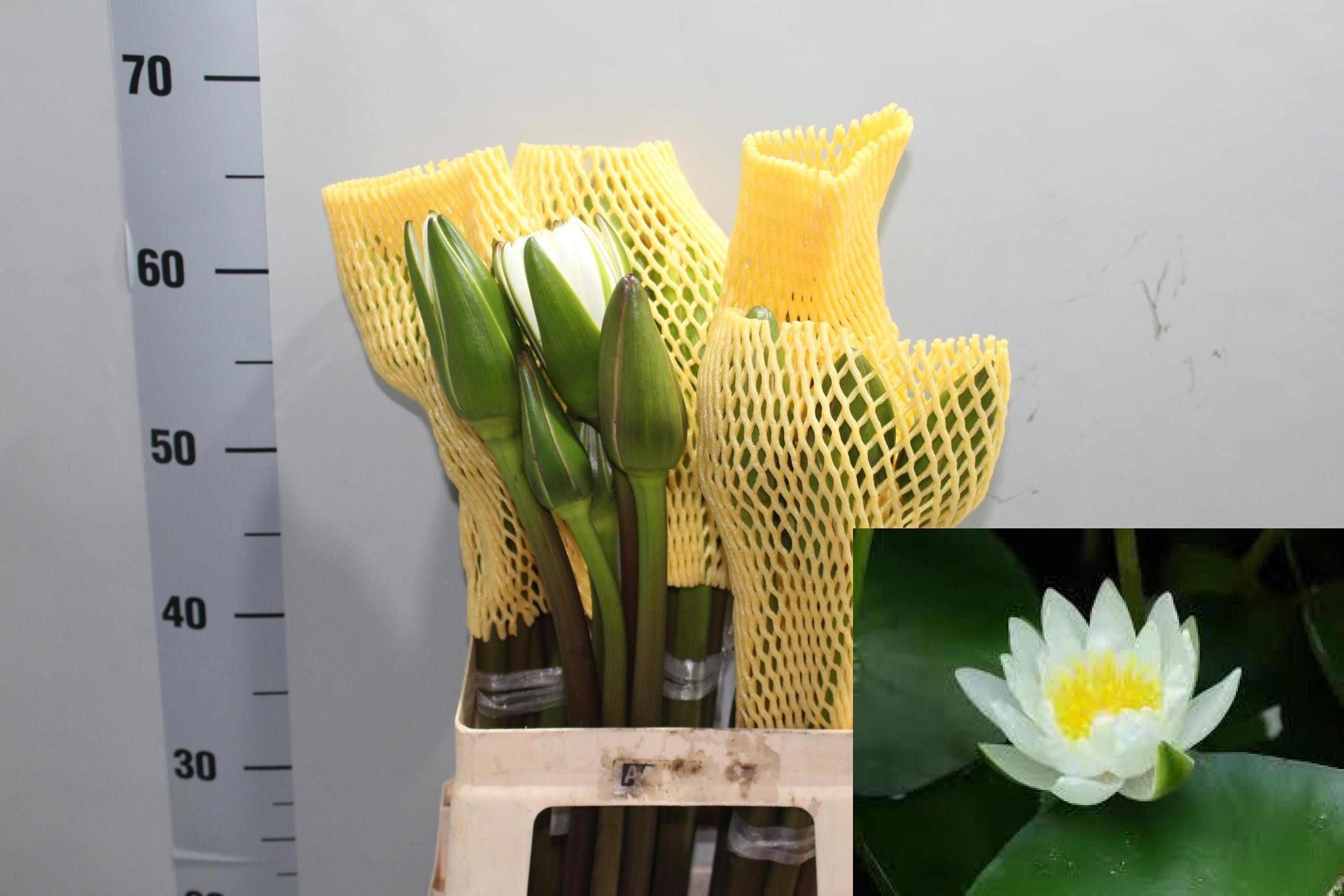 Bloemen New Blanco 60cm