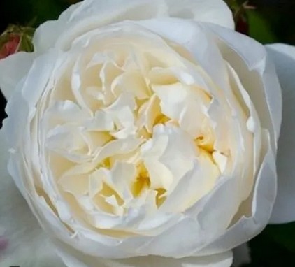 Rosa Hol. Lincoln Park White 50cm