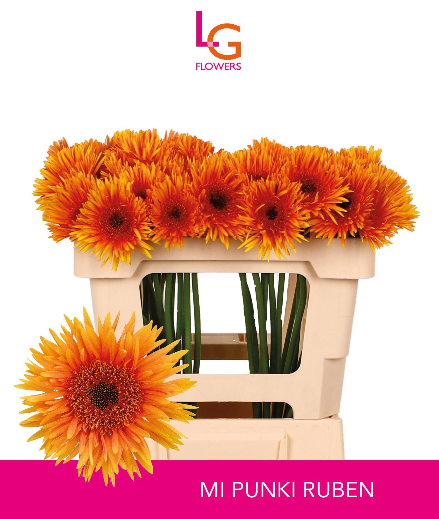 Gerbera Mini Hol. Gerspider Punki Ruben "T20"