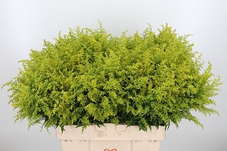 Solidago Sunny Glory 80cm 20gr "T25"