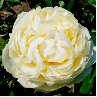 Peonia Nac. Mary E. Nicholls 55cm Bl.