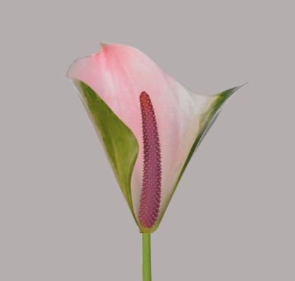 Anthurium Hol. Alero �9  "T10"
