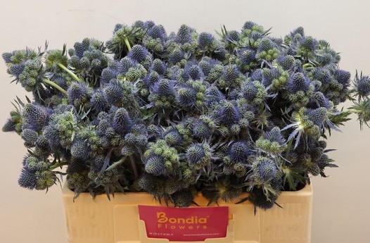 Eryngium Hol. Pyramid 40cm