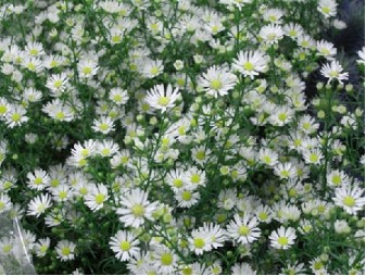 Aster Hol. Paquita 80cm 30gr "T25"