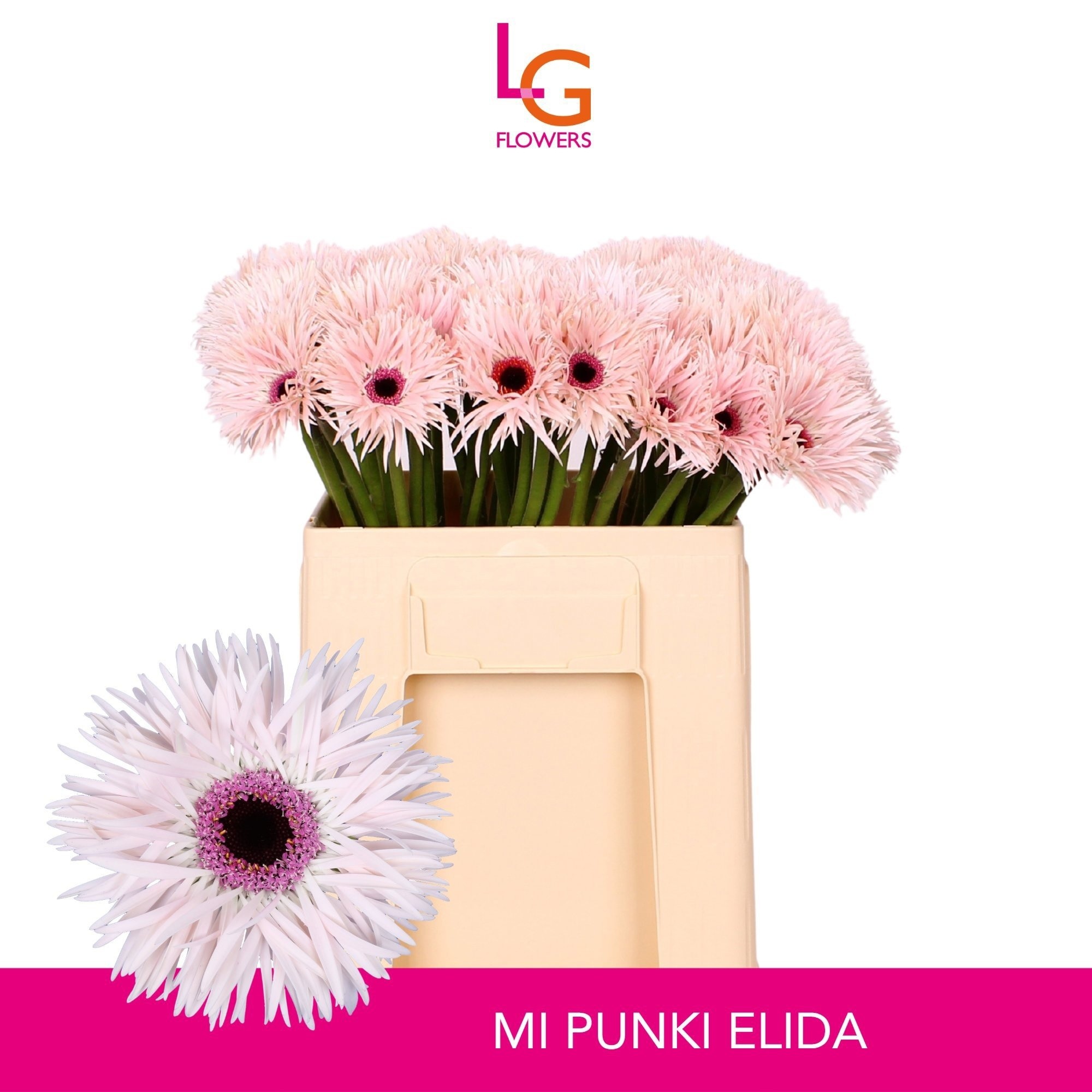Gerbera Mini Hol. Gerspider Punki Elida "T20"