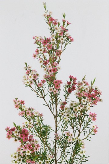 Flor Cera Hol. Un My Sweet 60cm 65gr "T25"