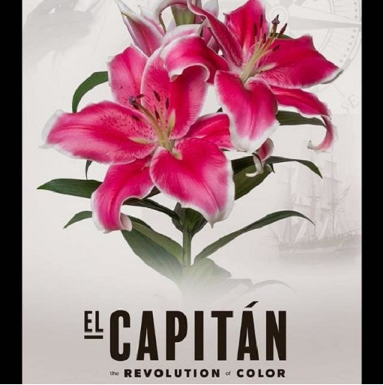 Oriental Hol. Rs. El Capitan 80cm 2 fl.