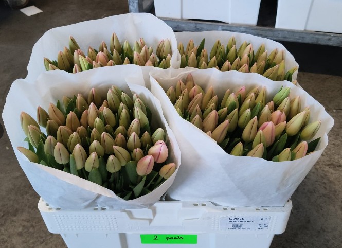 Tulipan Hol. Barcel Pink 48cm