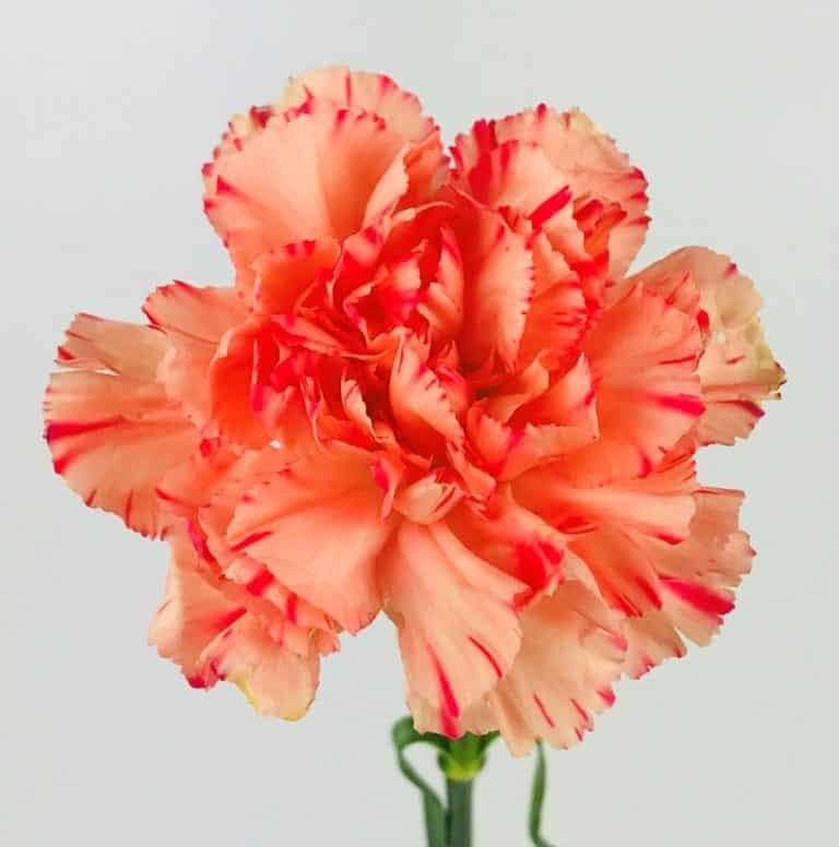 Clavel Nac. 70cm Bryce+