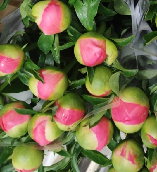 Peonia Italia Coral Sunset 60cm