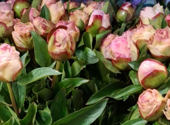 Peonia Italia Gardenia 60cm