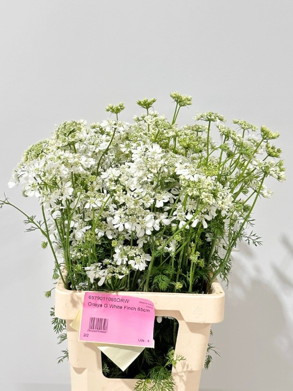 Orlaya Nac. Blanca 60cm