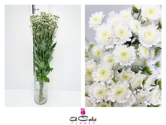 Margarita Hol. Stallion Blanco 70gr (7 Dias - 2�)