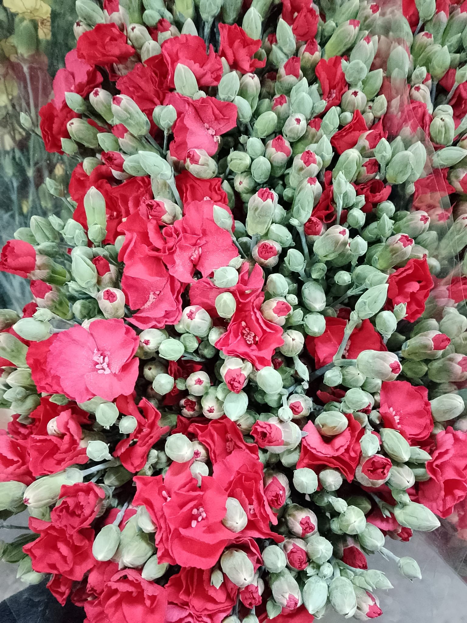 Clavel Solomio Italia Rojo 60cm "T50" (7 Dias - 2�)